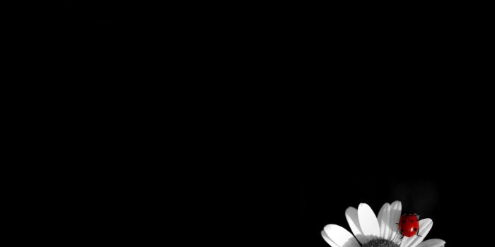 1332x850 Wallpaper ladybug, Daisy images for desktop, section минимализм
