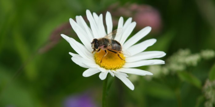 3456x2304 white daisy and yellow and black bee free image | Peakpx