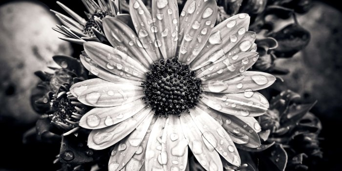 3840x2560 3099171 beautiful, black and white, bloom, blooming, blossoms, cape