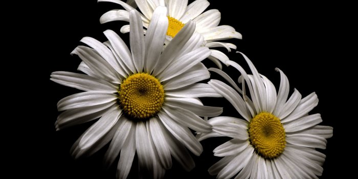 2560x1600 Wallpaper White chamomile flowers, petals, black background