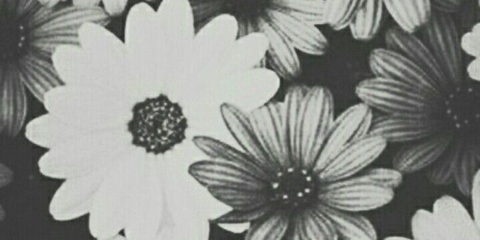 720x1277 Black Floral Wallpaper Tumblr