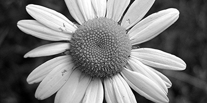 1158x1059 HD Black and White Flowers | Gardening: Flower and Vegetables