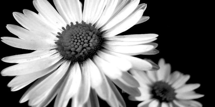 1044x768 White Daisies Hd Wallpapers | Free HD Desktop Wallpapers
