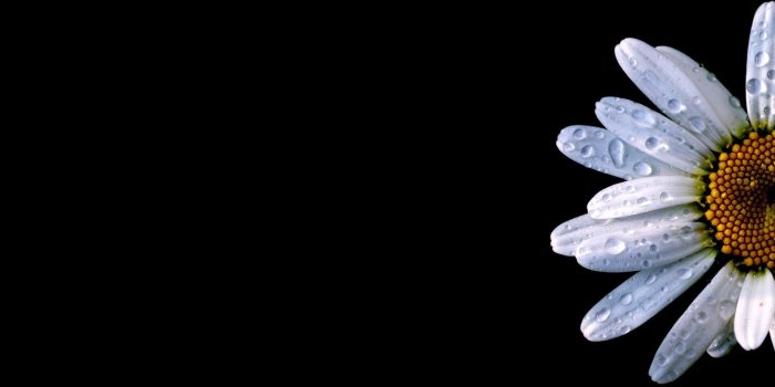 1920x1080 70+ Single Daisy Wallpapers - Download at WallpaperBro