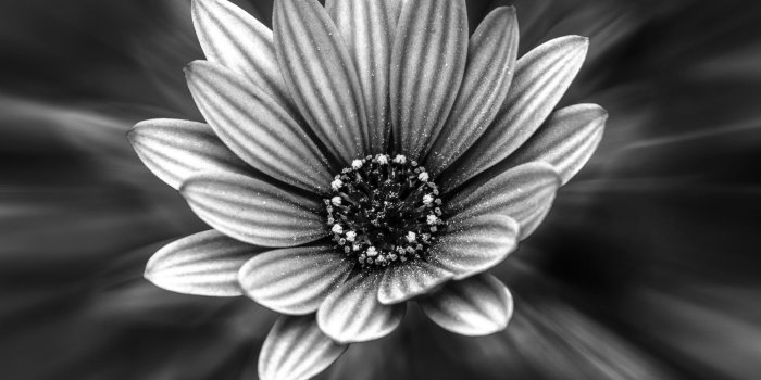 1680x1050 Apples, White, Black, Black and White, Monochrome 16:10 Wallpaper