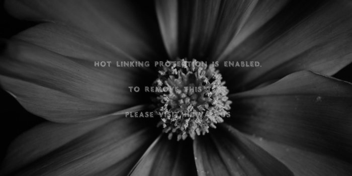 1920x1200 mandolux black daisy flower monochrome
