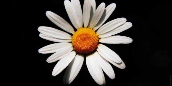 1280x1024 White daisy on a black background wallpapers and images - wallpapers
