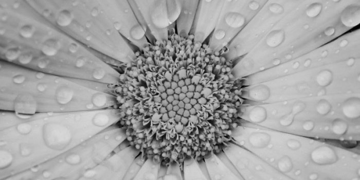 800x1280 Photography/Black & White (800x1280) Wallpaper ID: 782655