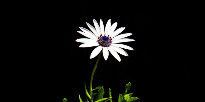 3840x2567 a white daisy and stem against a black backgroundwhite daisy 4k