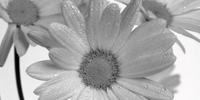 1024x768 Daisy Black And White (id: 37493) | BUZZERG