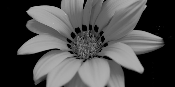 5184x3456 Black And White Flowers - PowerPoint Backgrounds for Free PowerPoint