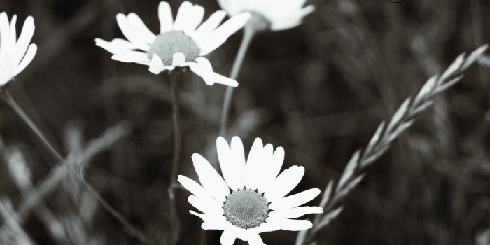 5456x3632 Black And White Flowers 2204 4K wallpaper
