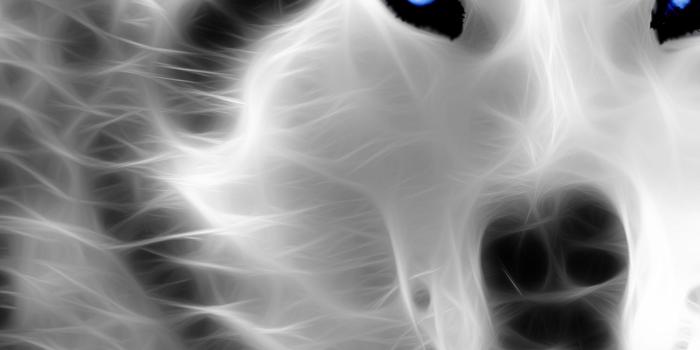 2560x1600 64+ Neon Wolf Wallpapers on WallpaperPlay