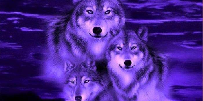 1024x768 Blue Wolf Wallpaper Group (52+), Download for free