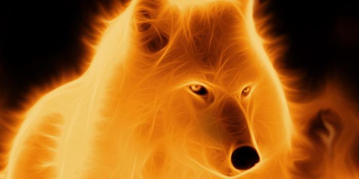 1440x900 Neon Wolf Wallpapers - Top Free Neon Wolf Backgrounds - WallpaperAccess