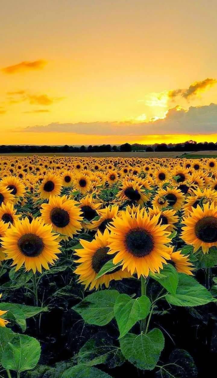 720x1252 yellow sunflowers and sky - Wallpaper HD Full HD 1080p 4K İphone