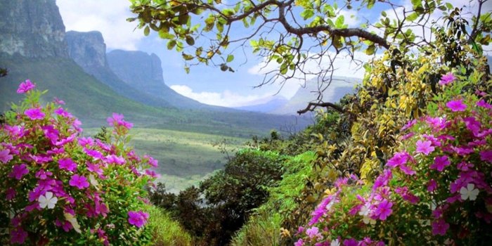 1193x803 Mountains: New Morning Flowers Fresh Mountains Nature Free Download