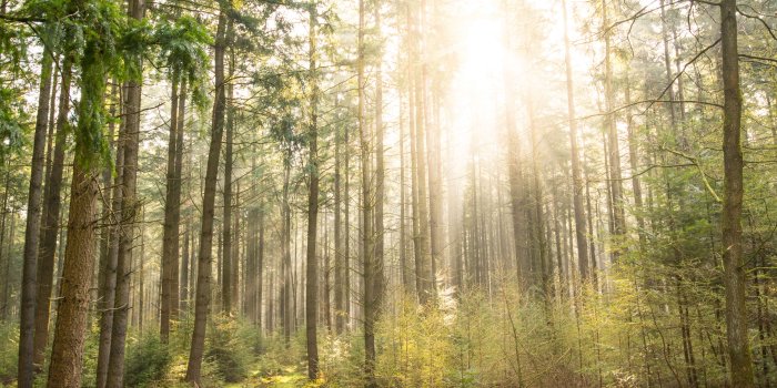 3840x2563 3088111 atmosphere, environment, forest, forest landscape, fresh