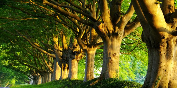2560x1600 Forestry spring morning wallpapers and images - wallpapers, pictures
