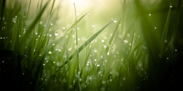 1280x720 Wallpaper Dew Drops, Greenery, Droplets, Morning, Fresh, Grass, 4K