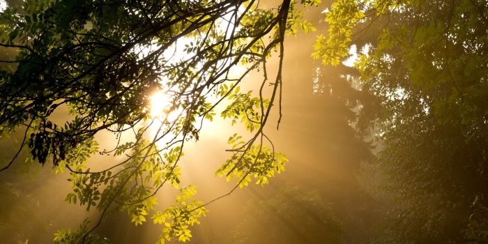 2560x1600 Wallpaper morning, sunshine, forest, branch, fog desktop wallpaper
