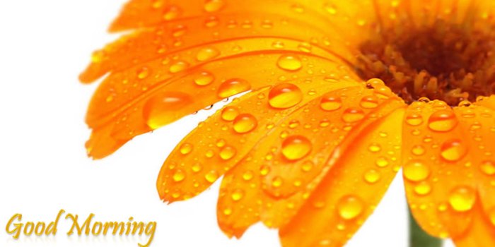 1900x1200 Good Morning 3d Wallpaper Free Download Free Download - Good Morning