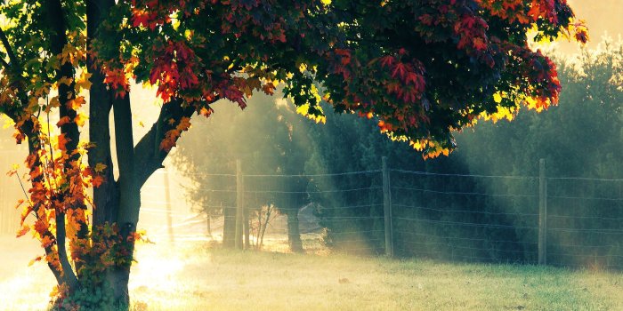 1920x1200 Autumn Morning #4156381, 1920x1200 | All For Desktop