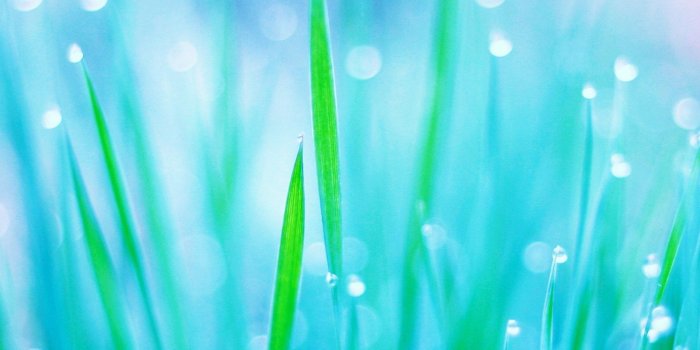 1600x1080 Fresh Friday Morning Dew Wallpaper