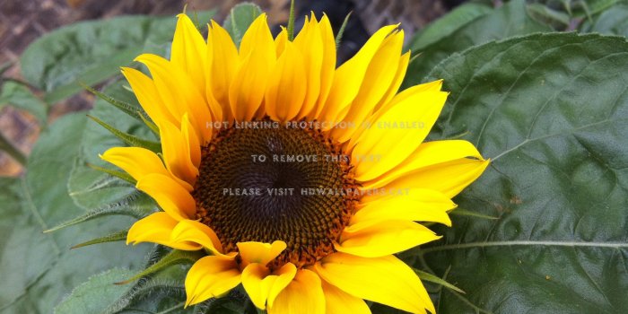 2592x1936 a fresh morning nature yellow sunflower
