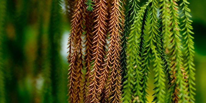 1280x960 Fresh And Weak Leaf In The Morning - Nature Photography Wallpaper