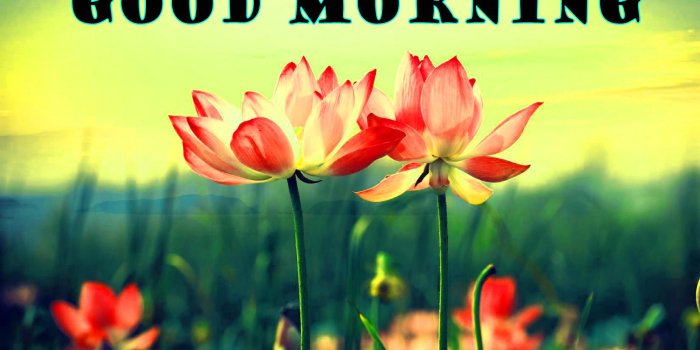 1649x1080 177+ Good Morning Flowers Quotes Wishes Images Wallpaper Photos