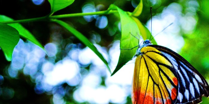 2931x2086 Wallpaper Butterflies: Dew Sipping Morning Yellow Fresh Butterfly