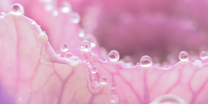 2048x1536 Morning Dew On Pink Flower ❤ 4K HD Desktop Wallpaper for 4K Ultra