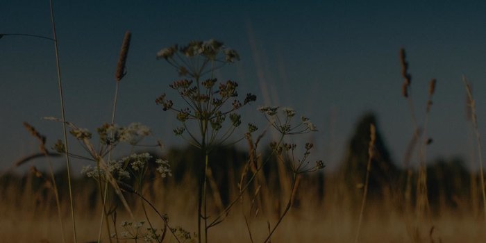 1242x2208 67+ Sunny Wallpapers on WallpaperPlay