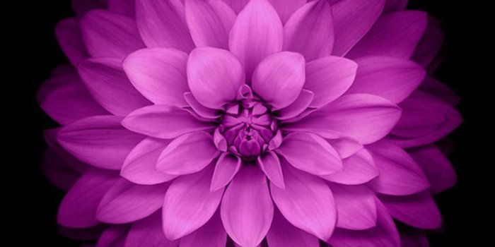 744x1392 Найдено в Google. Источник: ibobr.ru. | No name | Flor iphone