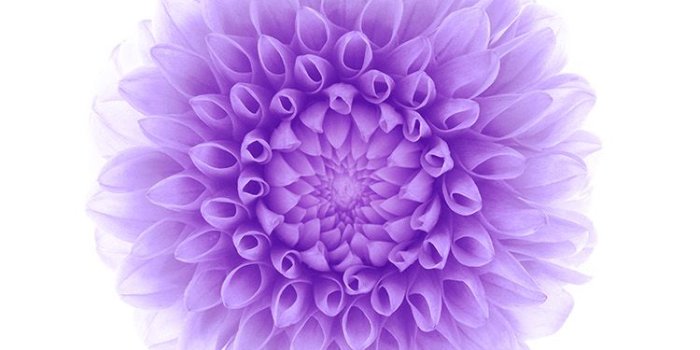750x1334 iPhone 6 Official Wallpapers (purple flowers) | HD iPhone 6
