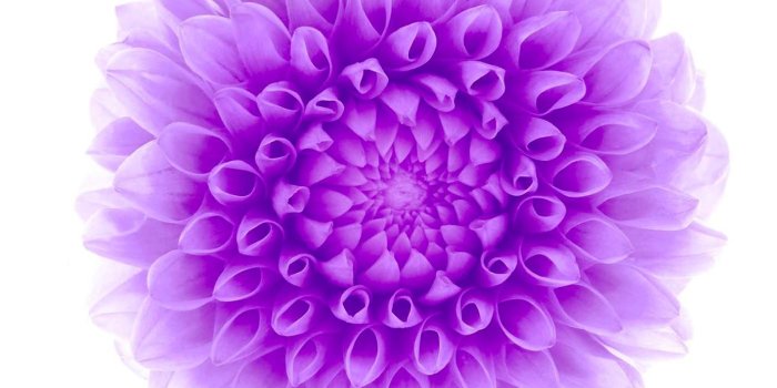 1398x2592 Top 10 Punto Medio Noticias | Iphone 6 Purple Flower Wallpaper Hd