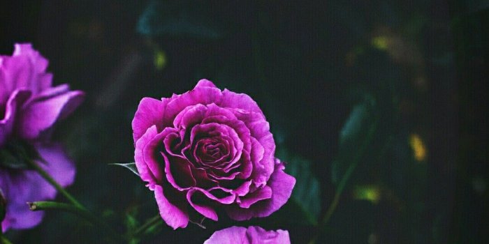 1080x1920 Purple..Purple