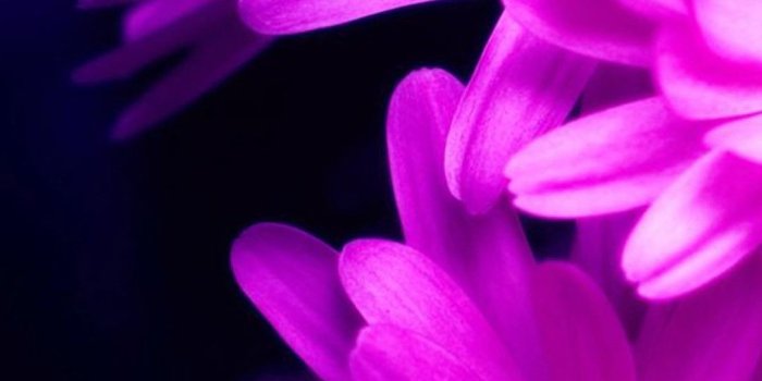 1080x1920 Flower Wallpaper iPhone (84+ images)