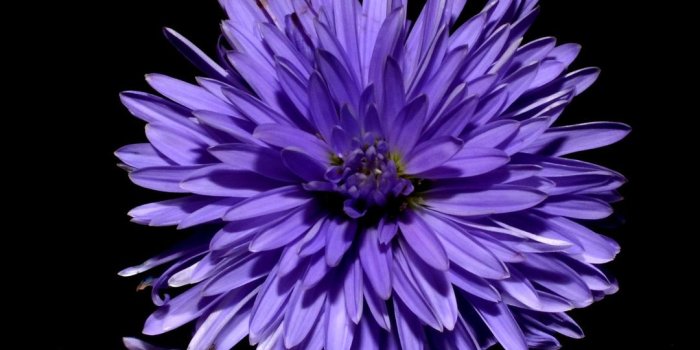 1080x1920 1080x1920 Blossom Purple Flower Black Background Reflection Iphone 7