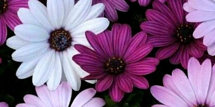 750x1334 Flower iPhone Wallpapers - Top Free Flower iPhone Backgrounds