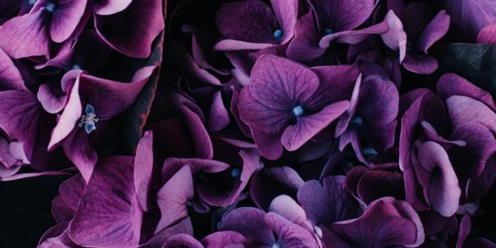 736x1308 Vintage floral iPhone Wallpaper Collection | Preppy Wallpapers