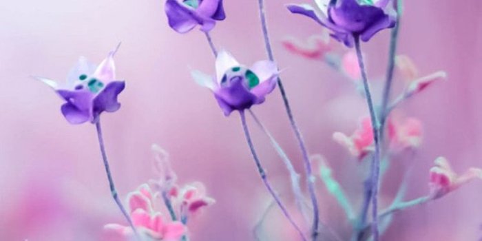 750x1334 50+] Purple Flower Wallpaper for iPhone on WallpaperSafari