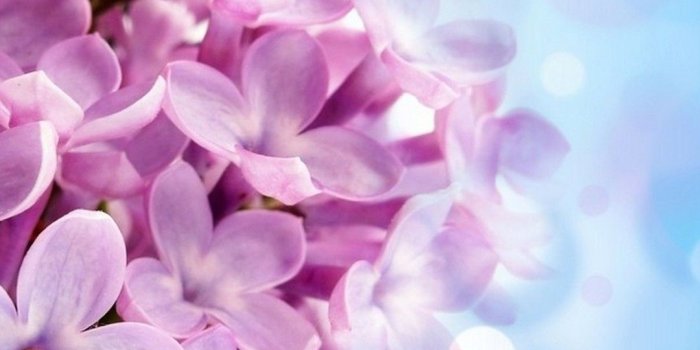 1080x1920 iPhone Wallpaper HD Purple Flowers | Best HD Wallpapers