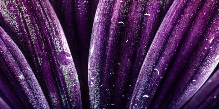 1440x2560 Dark Purple Flower 4K Wallpapers | HD Wallpapers | ID #24332