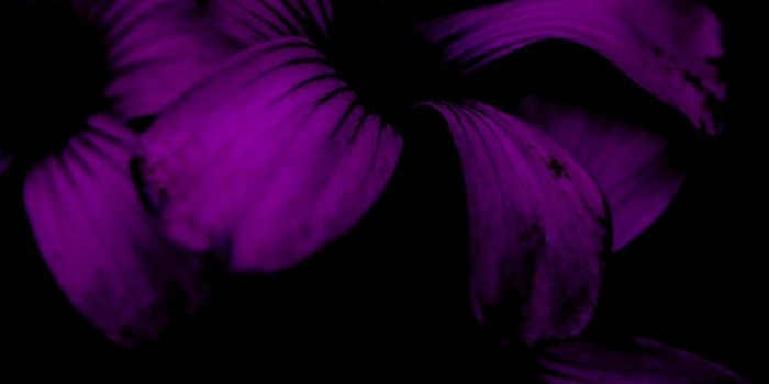 938x1668 Related Wallpapers Lilac, Flower - Dark Purple Flower Wallpaper For