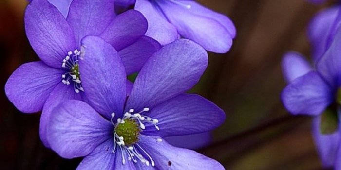 750x1334 Spring, blue purple flowers 750x1334 iPhone 8/7/6/6S wallpaper