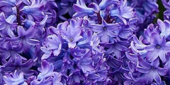 1080x1920 Flower iPhone Backgrounds