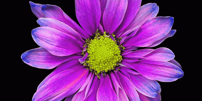 750x1334 Top 10 Punto Medio Noticias | Iphone 6 Wallpaper Flowers