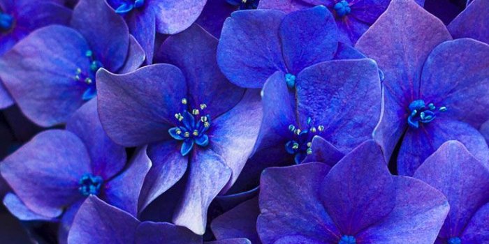 736x1308 27 Floral iPhone 7 Plus Wallpapers for a Sunny Spring | Beautiful